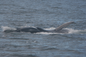 Fin whale lunge feeding 26/11/07, West Cork © Padraig Whooley, IWDG